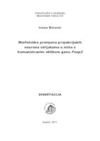 prikaz prve stranice dokumenta Morfološke promjene projekcijskih neurona strijatuma u miša s humaniziranim oblikom gena Foxp2 